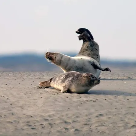בקתה Verton, Les Du Fliers Meubles De Tourisme Classes 2 Etoiles De Berck Sur Verton